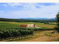10 Hektar Weingut mit Schloss mitten im Jagdrevier
