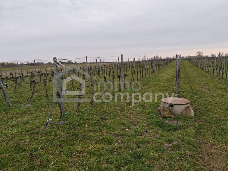 Symbolfoto - Landwirtschaftsgrund Illmitz - Bild 1