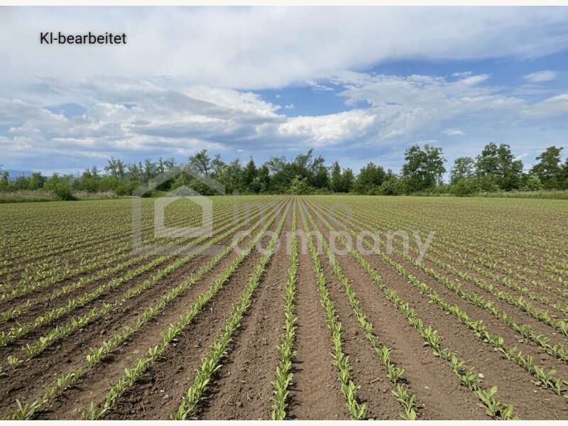 Grundstück - Landwirtschaftsgrund Sollenau - Bild 1
