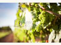 1100 Wien,Favoriten - Landwirtschaft