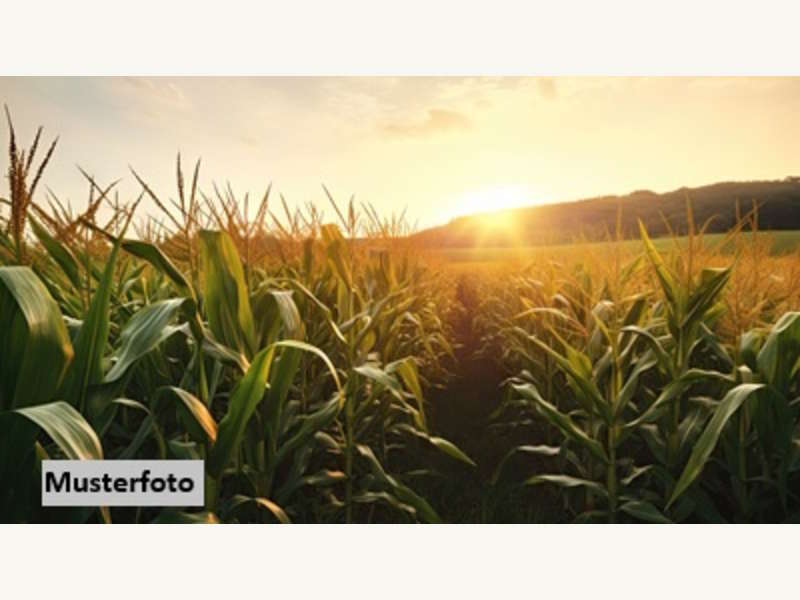 Landwirtschaftsgrund Illmitz - Bild 1