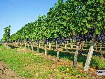 7122 Gols - Halle
