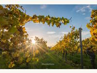 7122 Gols - Industrieanlage