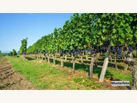 7122 Gols - Industrieanlage