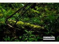 6236 Alpbach - Landwirtschaftsgrund