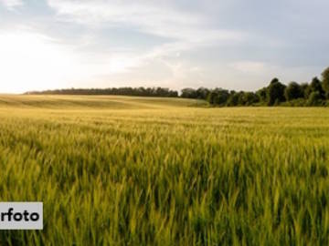 7142 Illmitz - Landwirtschaftsgrund
