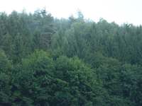 8044 Graz,11.Bez.:Mariatrost - Forstwirtschaft